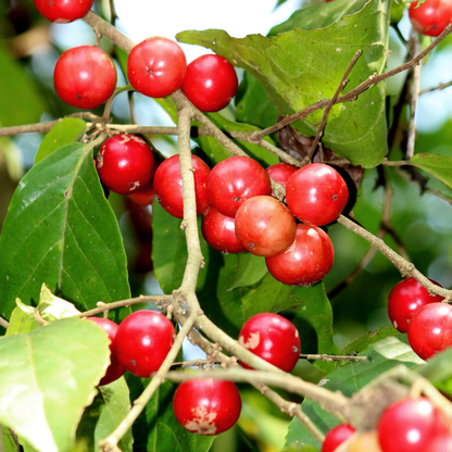 Lovi-Lovi / Batoko Plum Live Fruit Plant