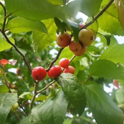 Lovi-Lovi / Batoko Plum Live Fruit Plant