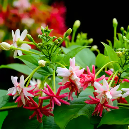 Madhumalti, Rangoon (Double Petal) Layered Live Plant