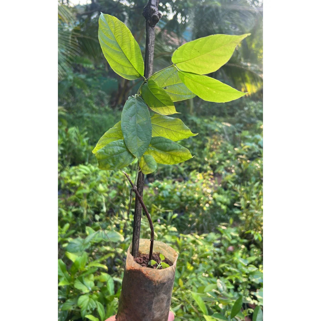 Madhumalti, Rangoon (Double Petal) Layered Live Plant