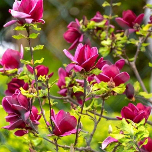 Magnolia grandiflora Maroon (Bull Bay) Rare Flowering Live Plant