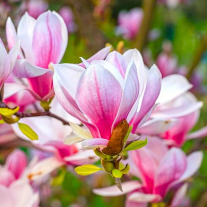 Magnolia grandiflora Pink (Bull Bay) Rare Flowering Live Plant
