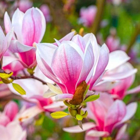 Magnolia grandiflora Pink (Bull Bay) Rare Flowering Live Plant