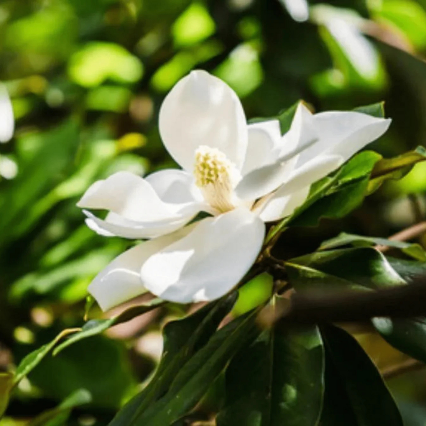 Magnolia grandiflora White (Bull Bay) Rare Flowering Live Plant