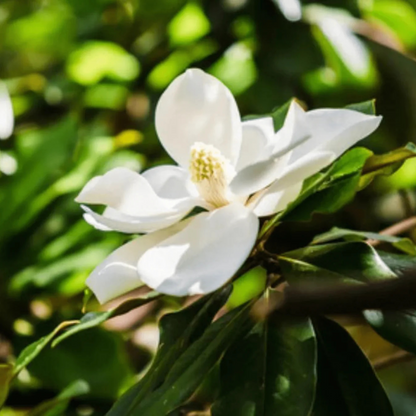 Magnolia grandiflora White (Bull Bay) Rare Flowering Live Plant