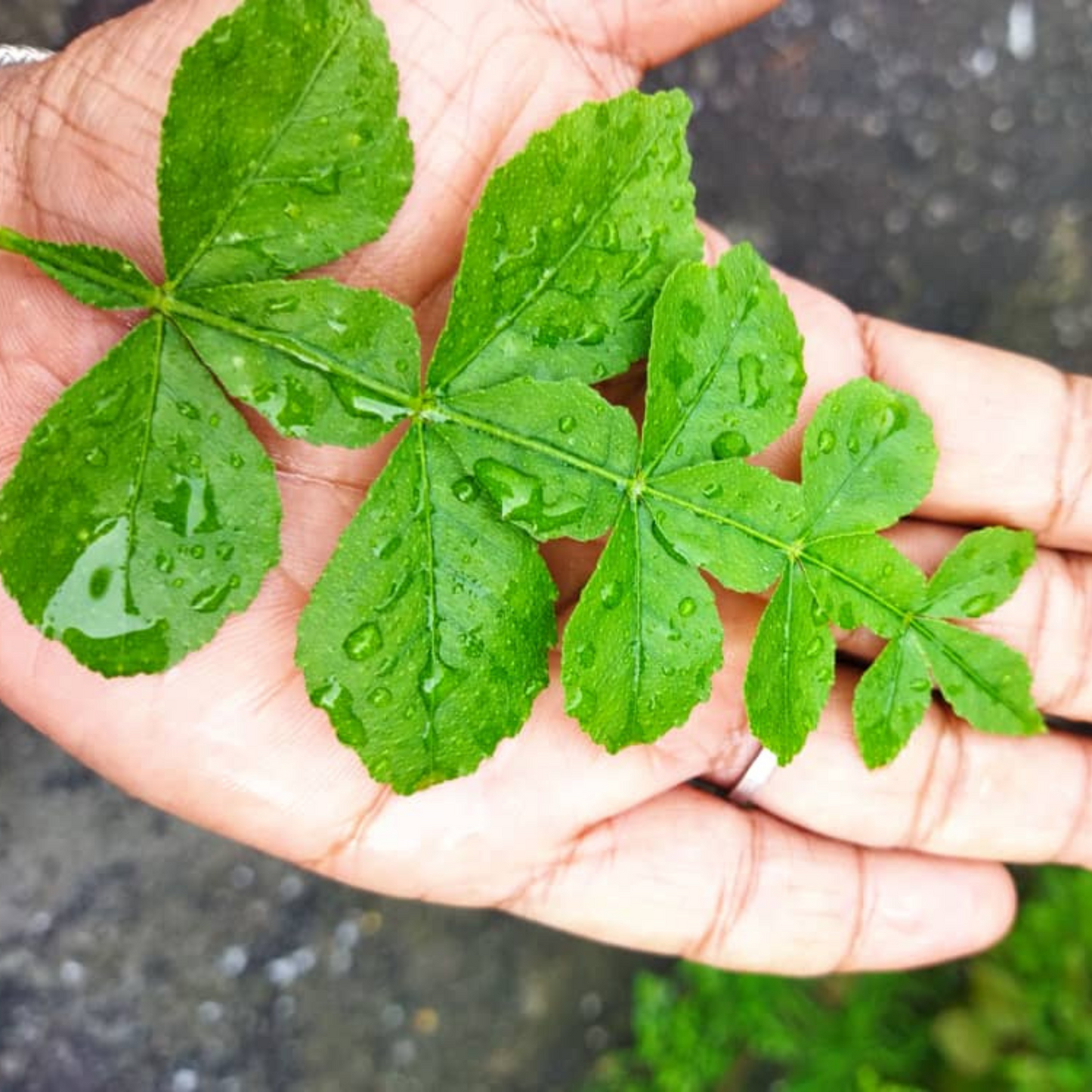 Maha Vilvam/ Bilva (Aegle marmelos) Live Plant