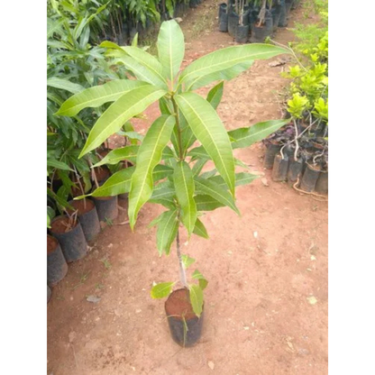 Malgova Mango Grafted Live Plant
