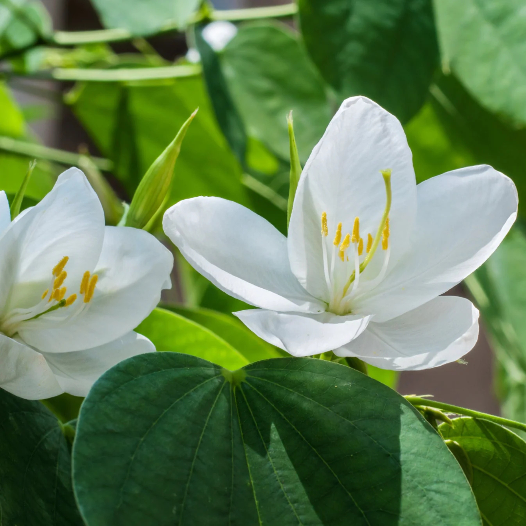 Mandaram White (Bauhinia variegata) Flowering Live Plant | DreaMee.in ...