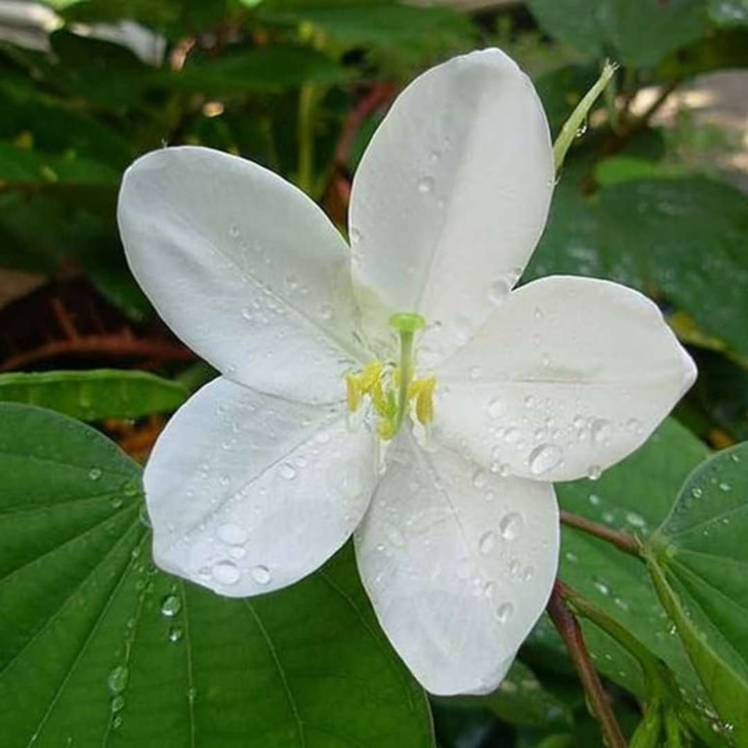 Mandaram White (Bauhinia variegata) Flowering Live Plant