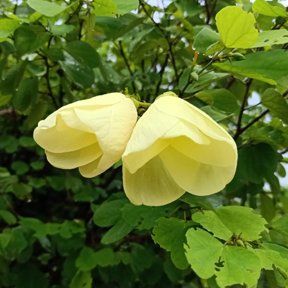 Mandaram Yellow (Bauhinia tomentosa) Rare Flowering Live Plant