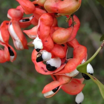 Manila Tamarind / Madras Thorn (Pithecellobium dulce) Live Fruit Plant