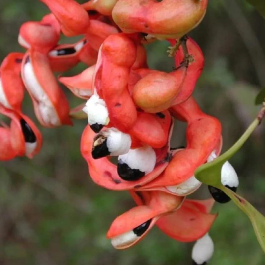 Manila Tamarind / Madras Thorn (Pithecellobium dulce) Live Fruit Plant