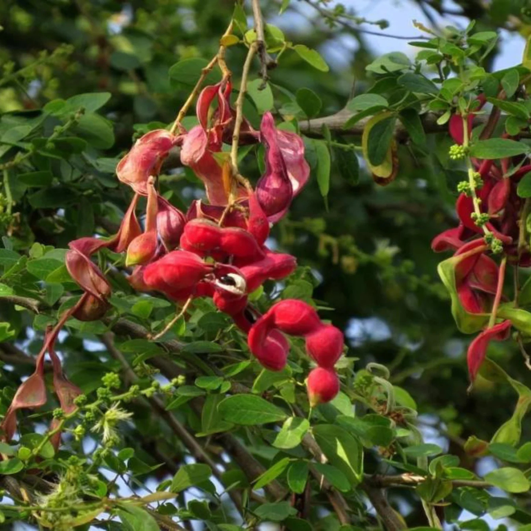 Manila Tamarind / Madras Thorn (Pithecellobium dulce) Live Fruit Plant