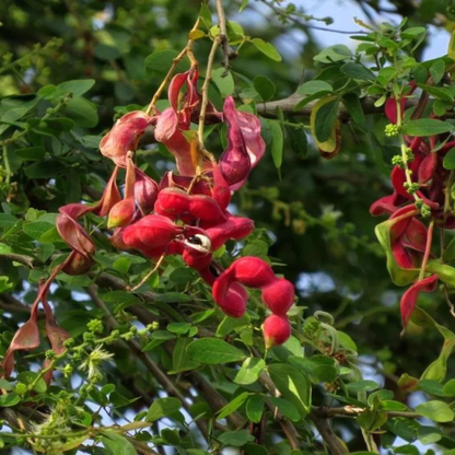 Manila Tamarind / Madras Thorn (Pithecellobium dulce) Live Fruit Plant