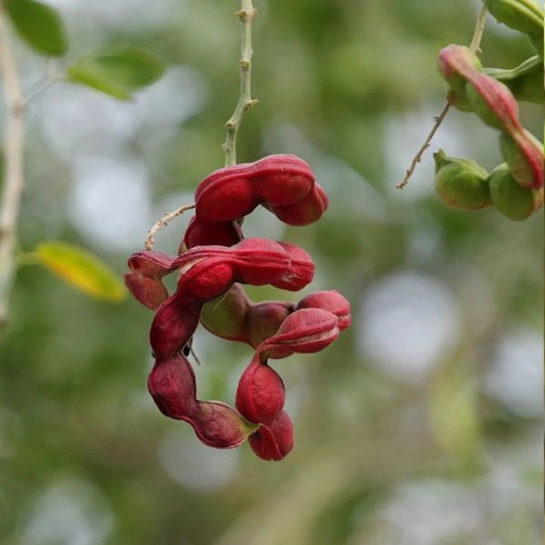 Manila Tamarind / Madras Thorn (Pithecellobium dulce) Live Fruit Plant