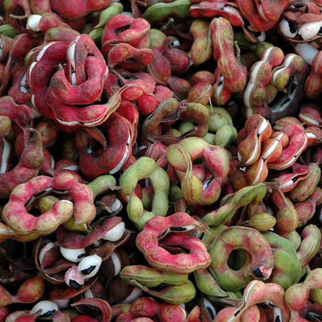 Manila Tamarind / Madras Thorn (Pithecellobium dulce) Live Fruit Plant