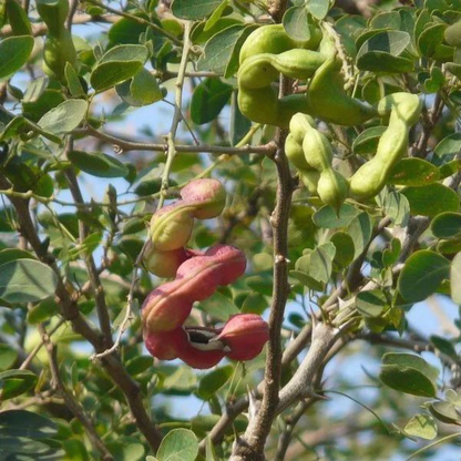 Manila Tamarind / Madras Thorn (Pithecellobium dulce) Live Fruit Plant