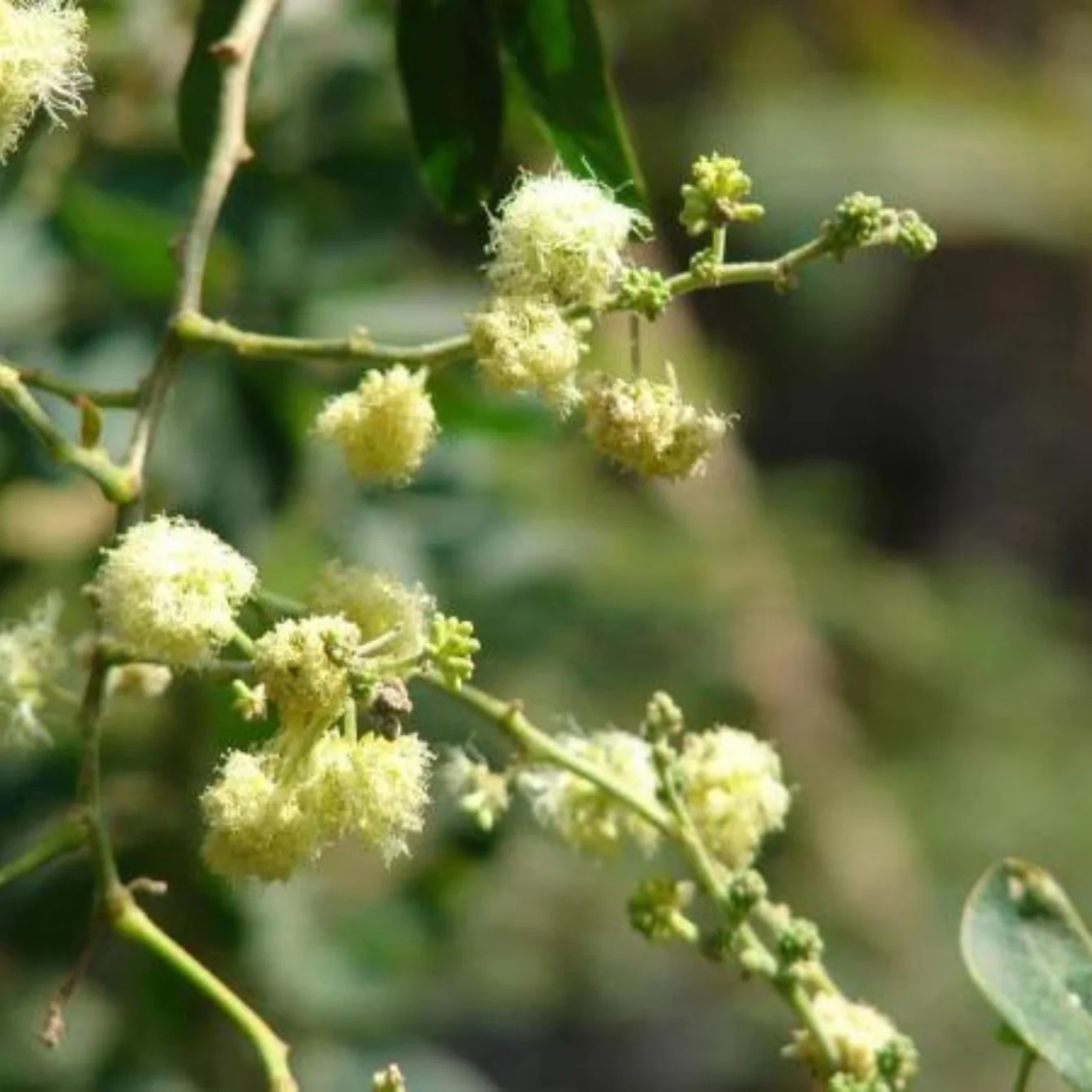 Manila Tamarind / Madras Thorn (Pithecellobium dulce) Live Fruit Plant