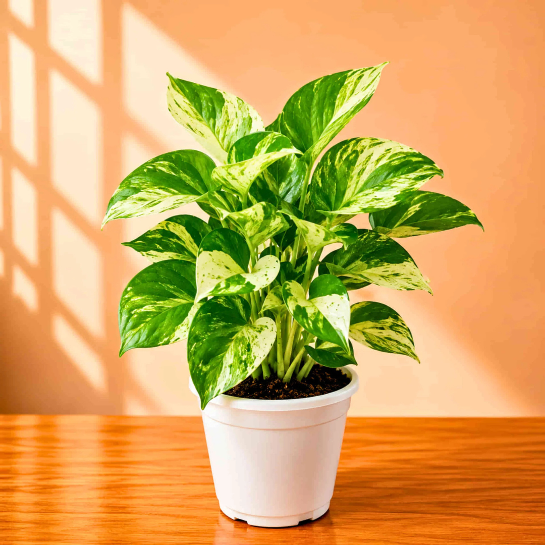 Manjula Pothos (Happy Leaf Pothos) Indoor Live Plant