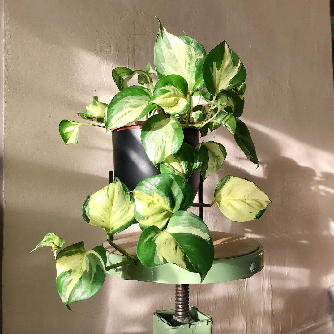 Manjula Pothos (Happy Leaf Pothos) Indoor Live Plant