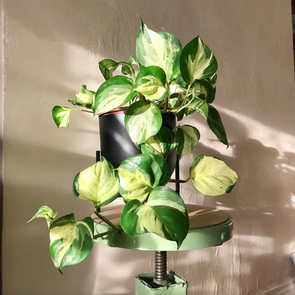 Manjula Pothos (Happy Leaf Pothos) Indoor Live Plant