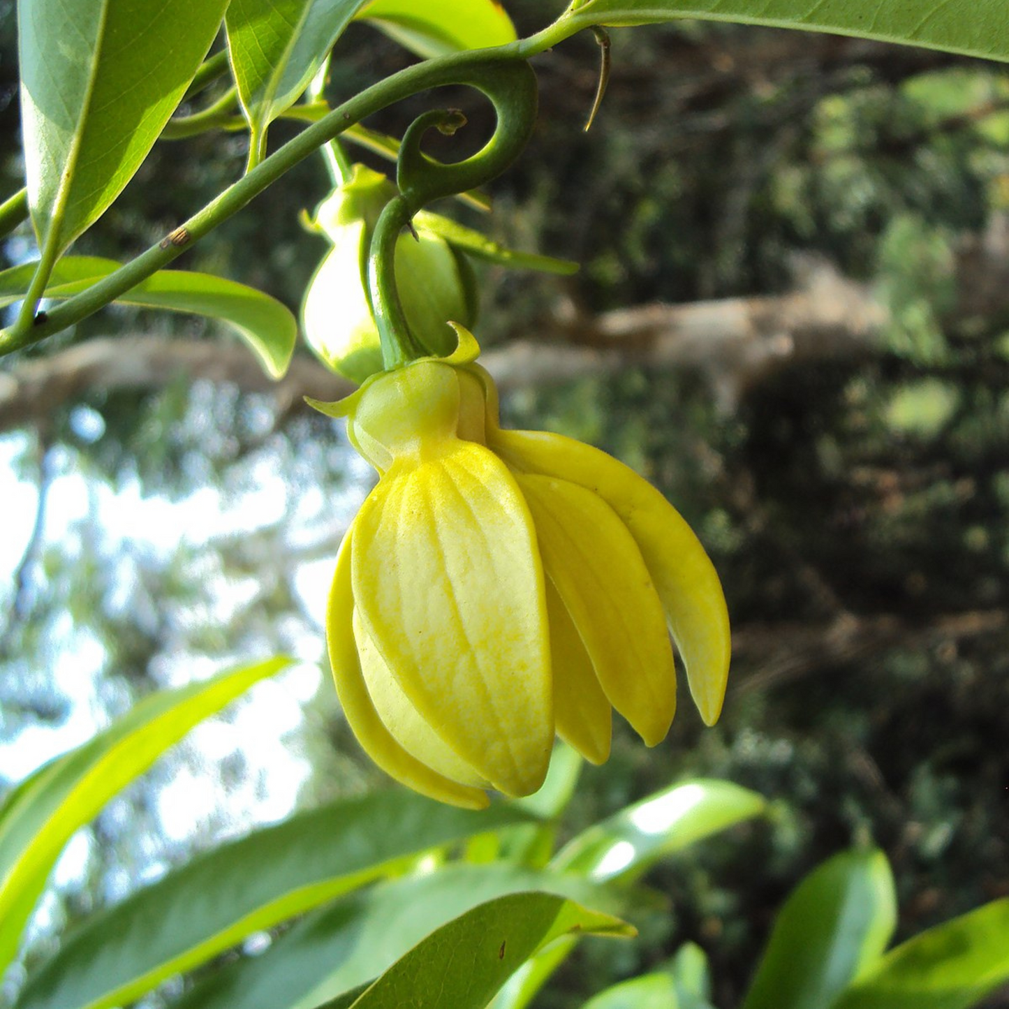Manoranjitham (Artabotrys hexapetalus) Hari Champa Layered Live Plant
