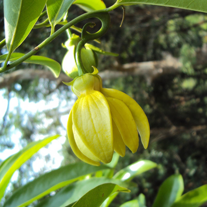 Manoranjitham (Artabotrys hexapetalus) Hari Champa Layered Live Plant