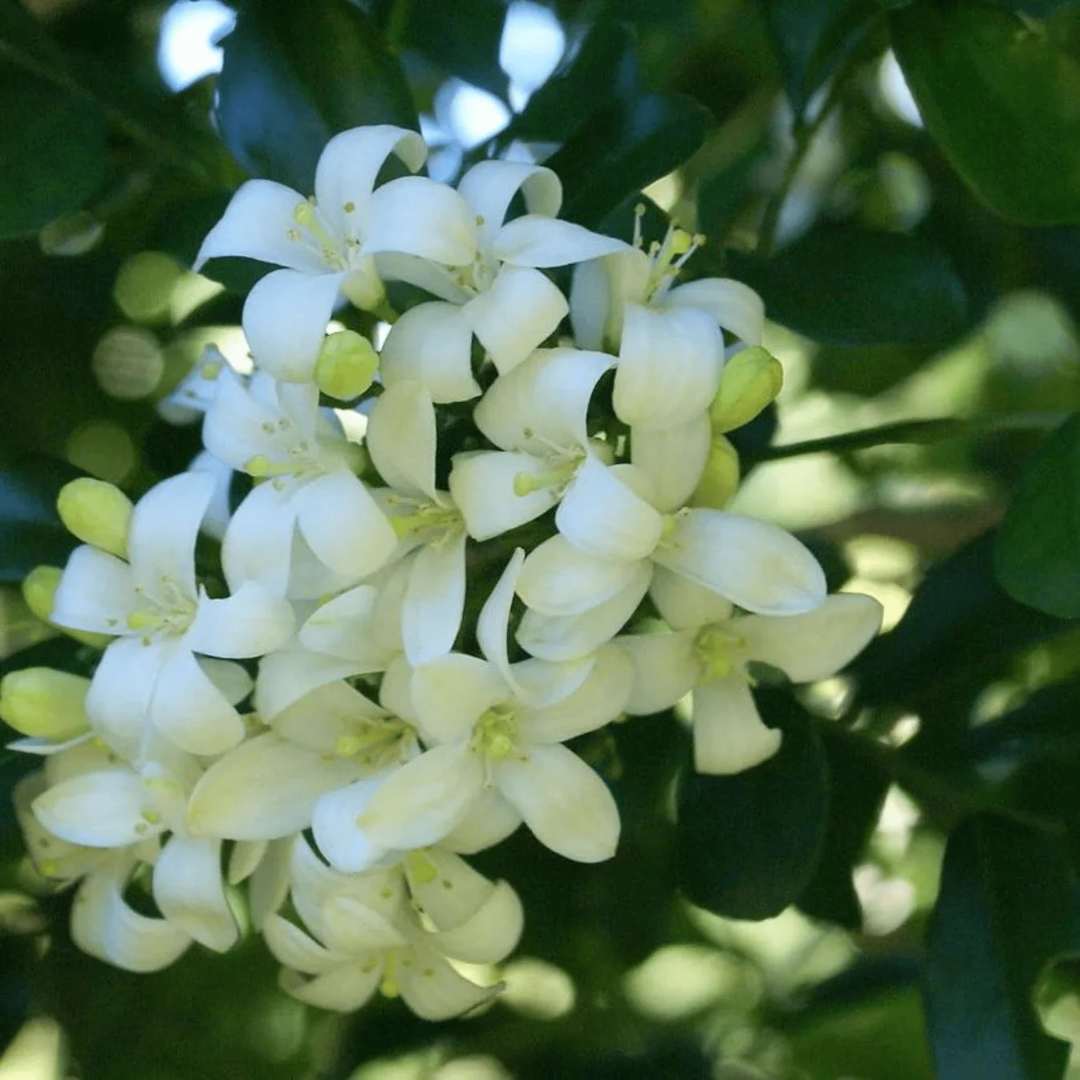 Buy Maramulla (Murraya paniculata) Highly Fragrant Flowering Live Plant ...
