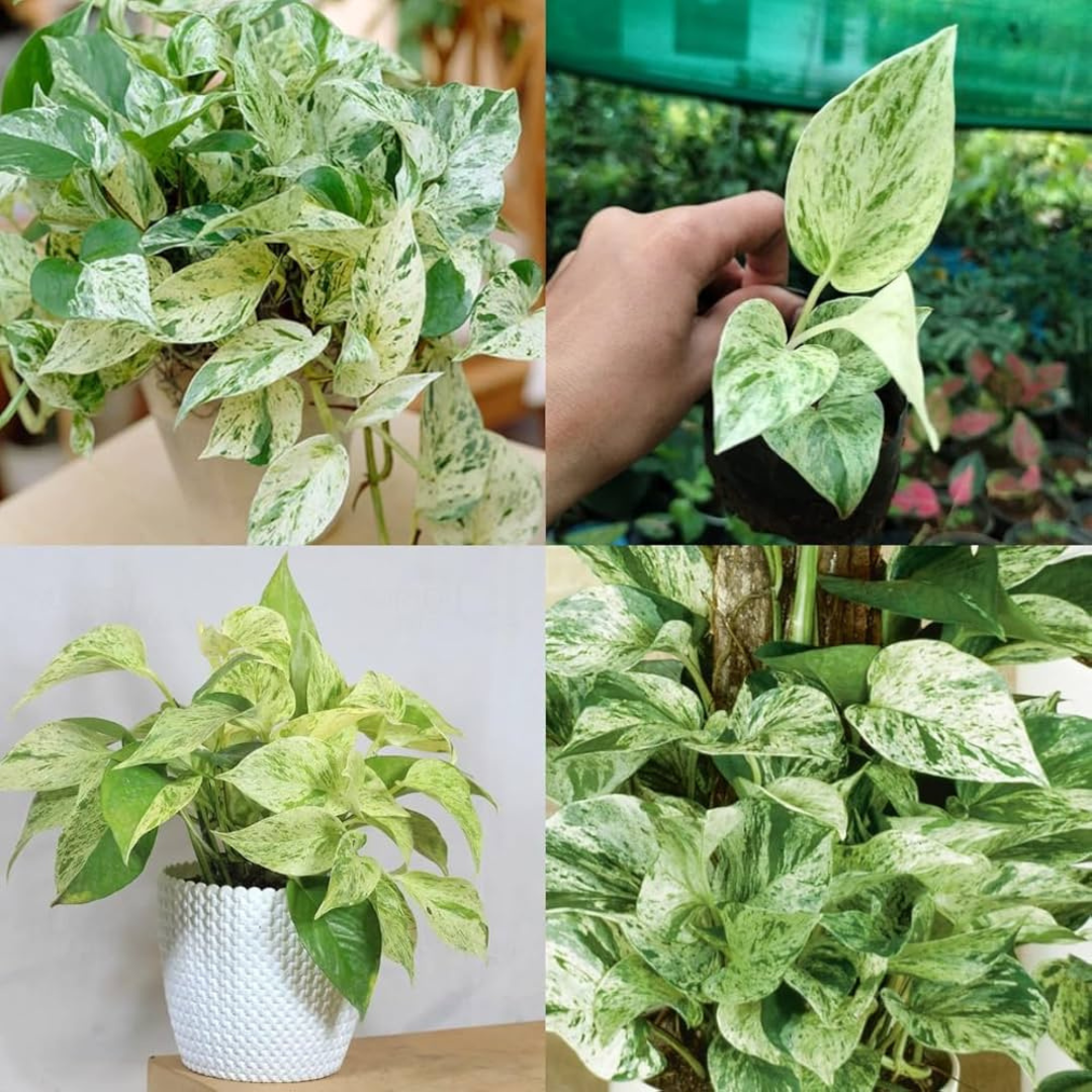 Marble Queen Pothos (Epipremnum aureum) Indoor Live Plant