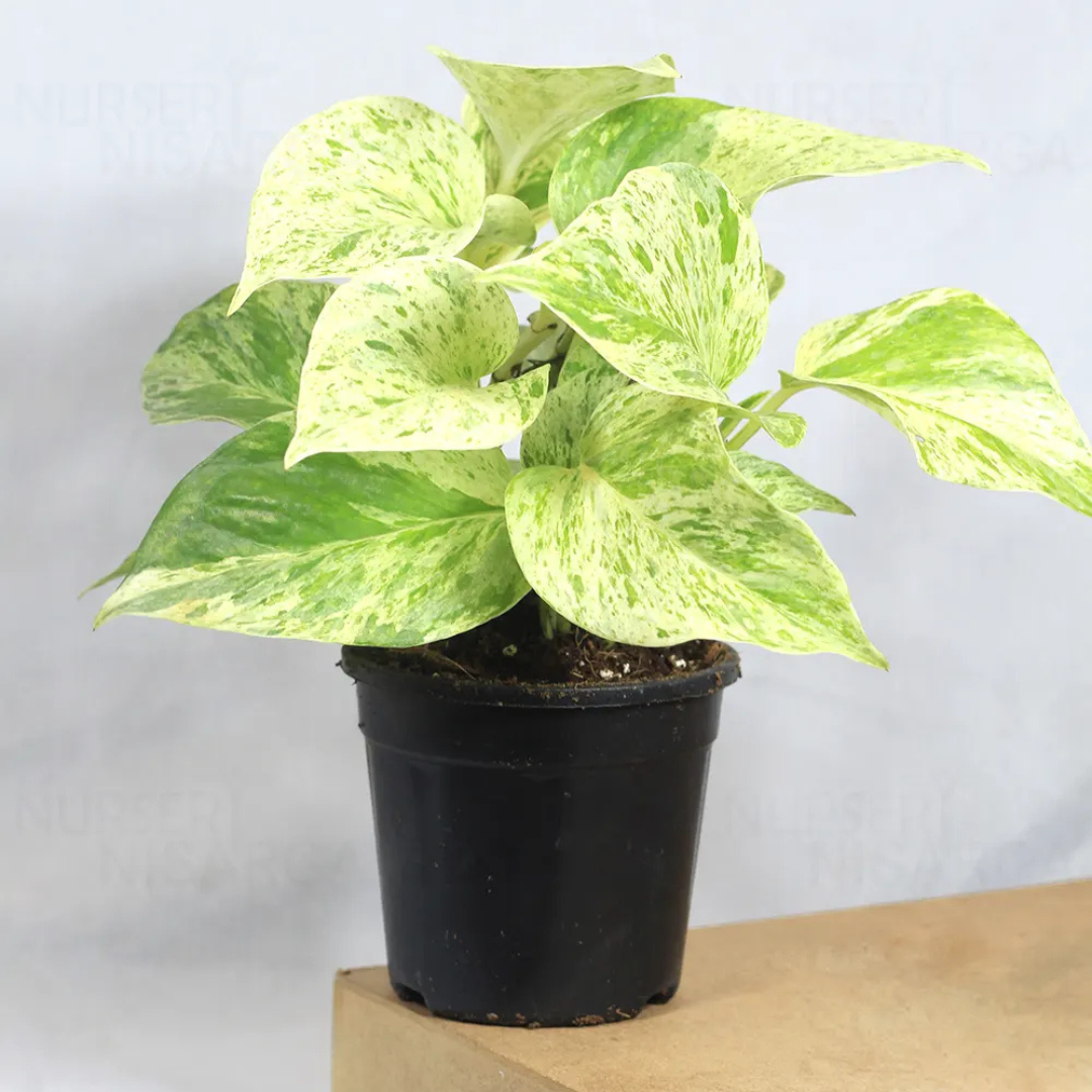 Marble Queen Pothos (Epipremnum aureum) Indoor Live Plant