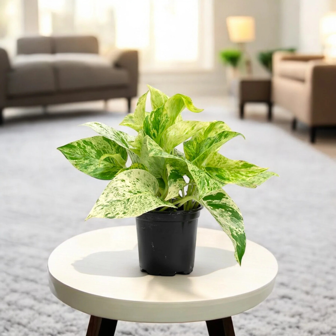 Marble Queen Pothos (Epipremnum aureum) Indoor Live Plant
