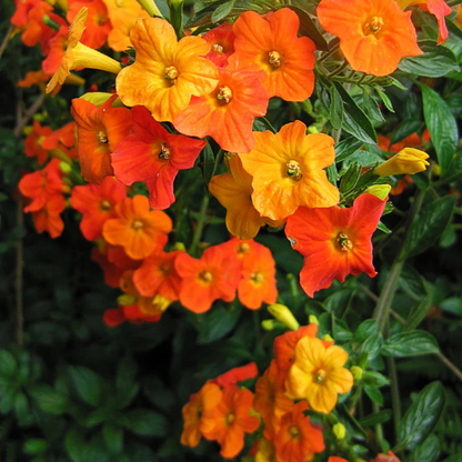 Marmalade Bush (Streptosolen jamesonii) Rare All Time Flowering Live Plant