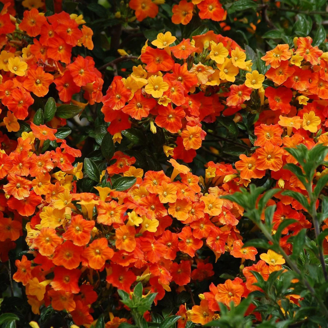 Marmalade Bush (Streptosolen jamesonii) Rare All Time Flowering Live Plant