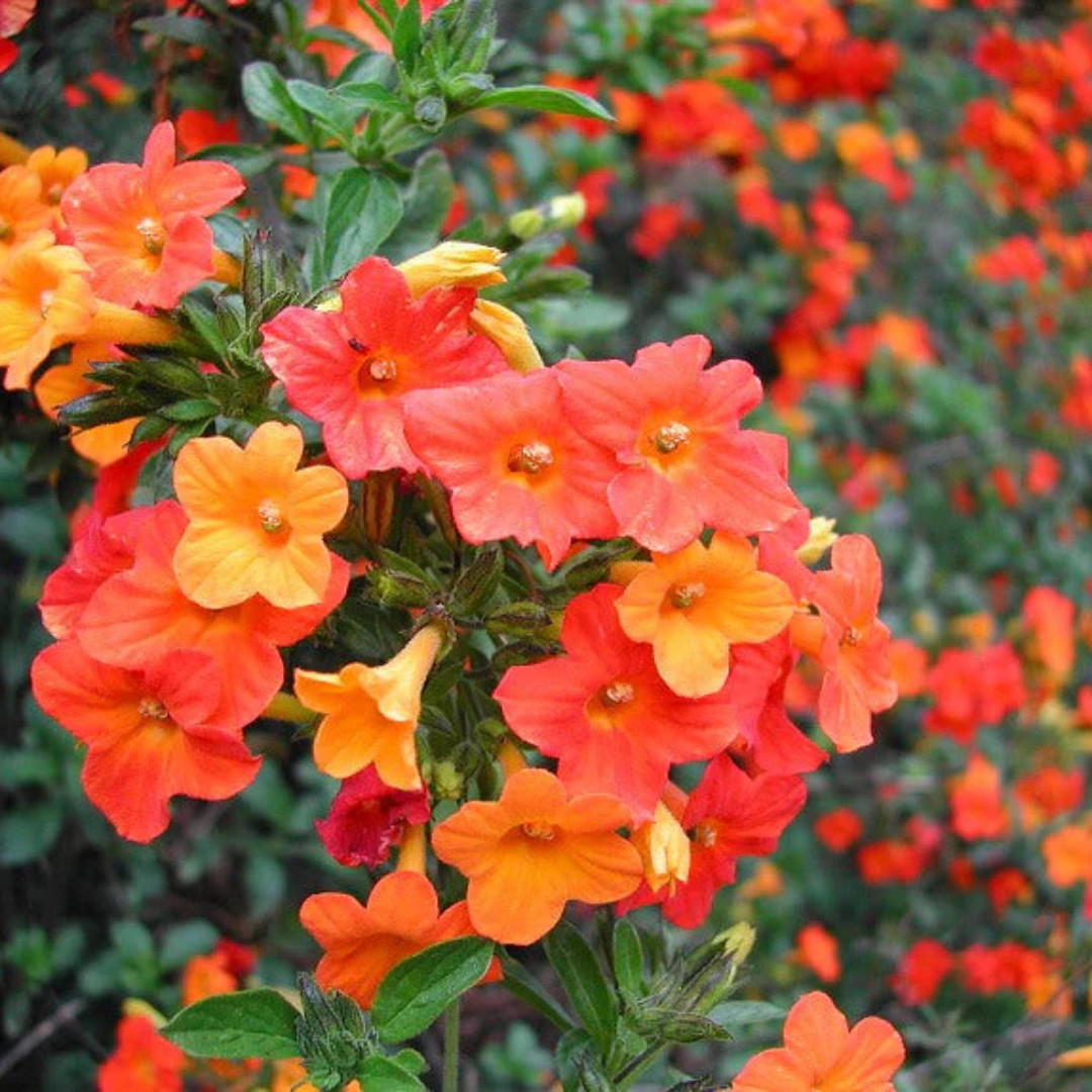 Marmalade Bush (Streptosolen jamesonii) Rare All Time Flowering Live Plant