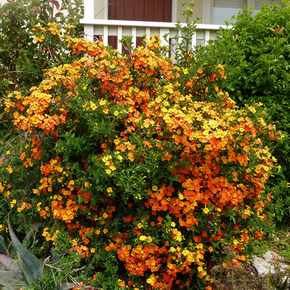 Marmalade Bush (Streptosolen jamesonii) Rare All Time Flowering Live Plant