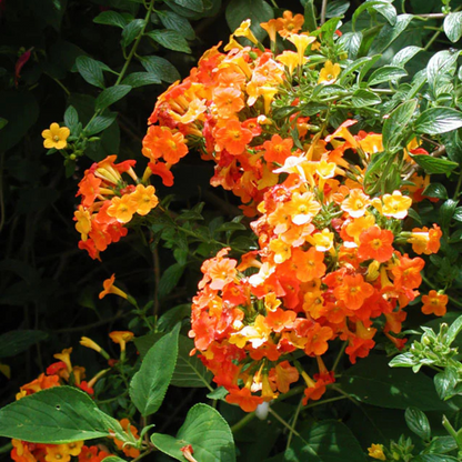 Marmalade Bush (Streptosolen jamesonii) Rare All Time Flowering Live Plant