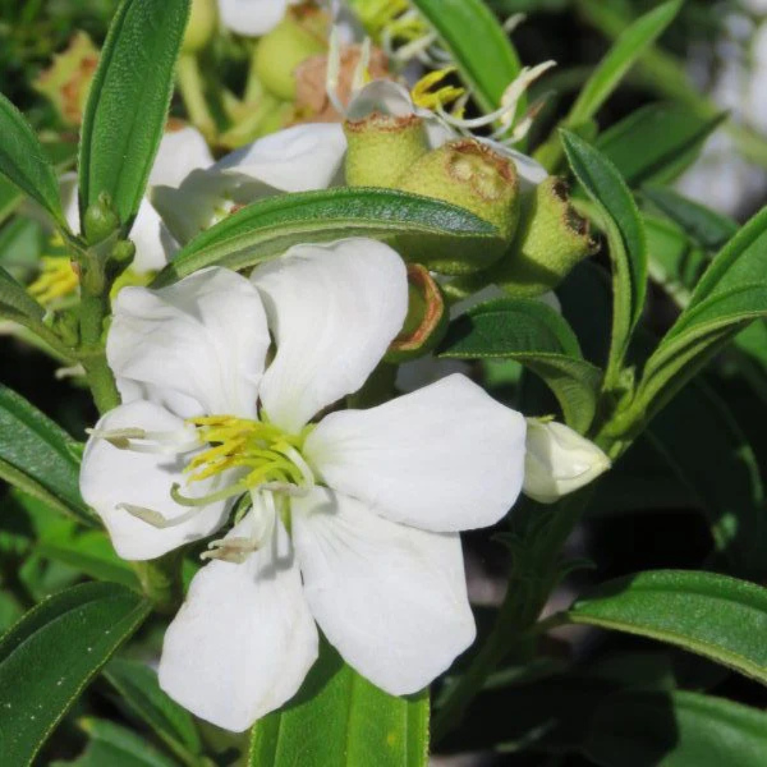 Melestoma White Flowering Live Plant