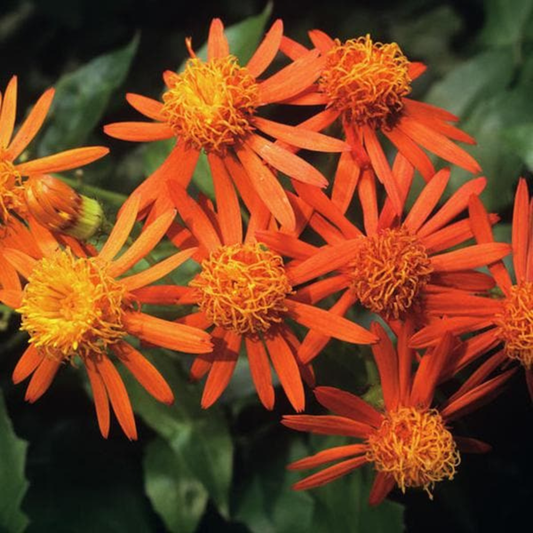 Mexican Flame Vine Flowering Plant