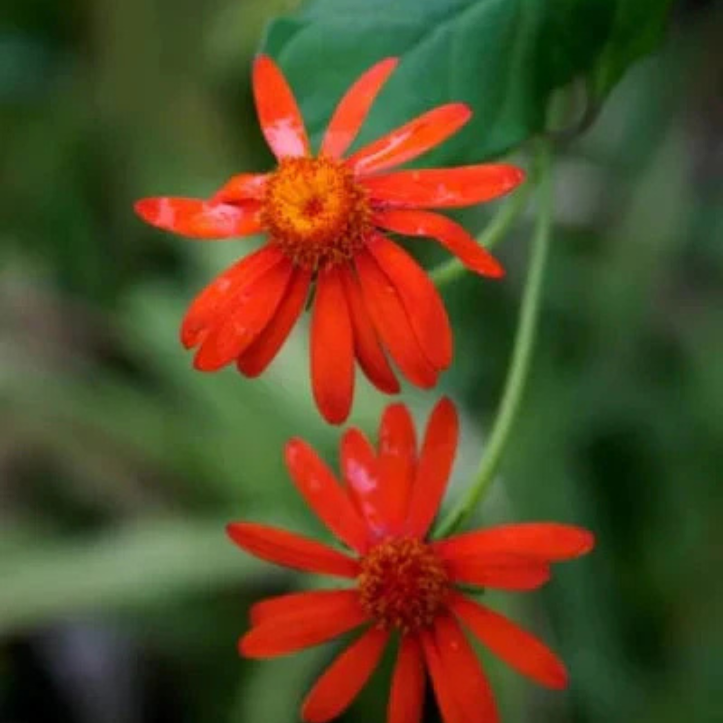 Mexican Flame Vine Flowering Plant