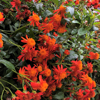 Mexican Flame Vine Flowering Plant