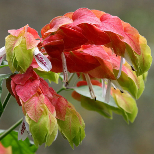 Mexican Shrimp / Dark Pink Lollipop Rare Flowering Live Plant
