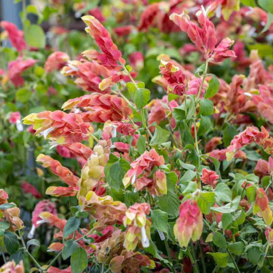 Mexican Shrimp / Dark Pink Lollipop Rare Flowering Live Plant