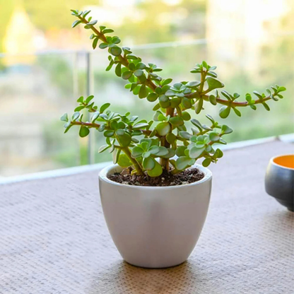 Mini Jade Indoor and Outdoor Live Plant