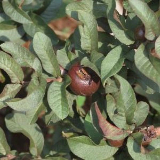 Miniature Black Guava Live Plant (Psidium Guajava)