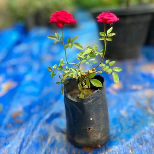 Miniature Red Button Rose Live Plant