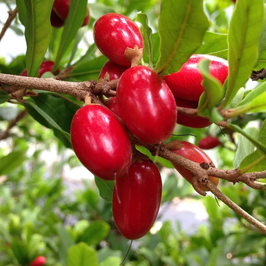 Miracle Fruit (Synsepalum dulcificum) Live Plant