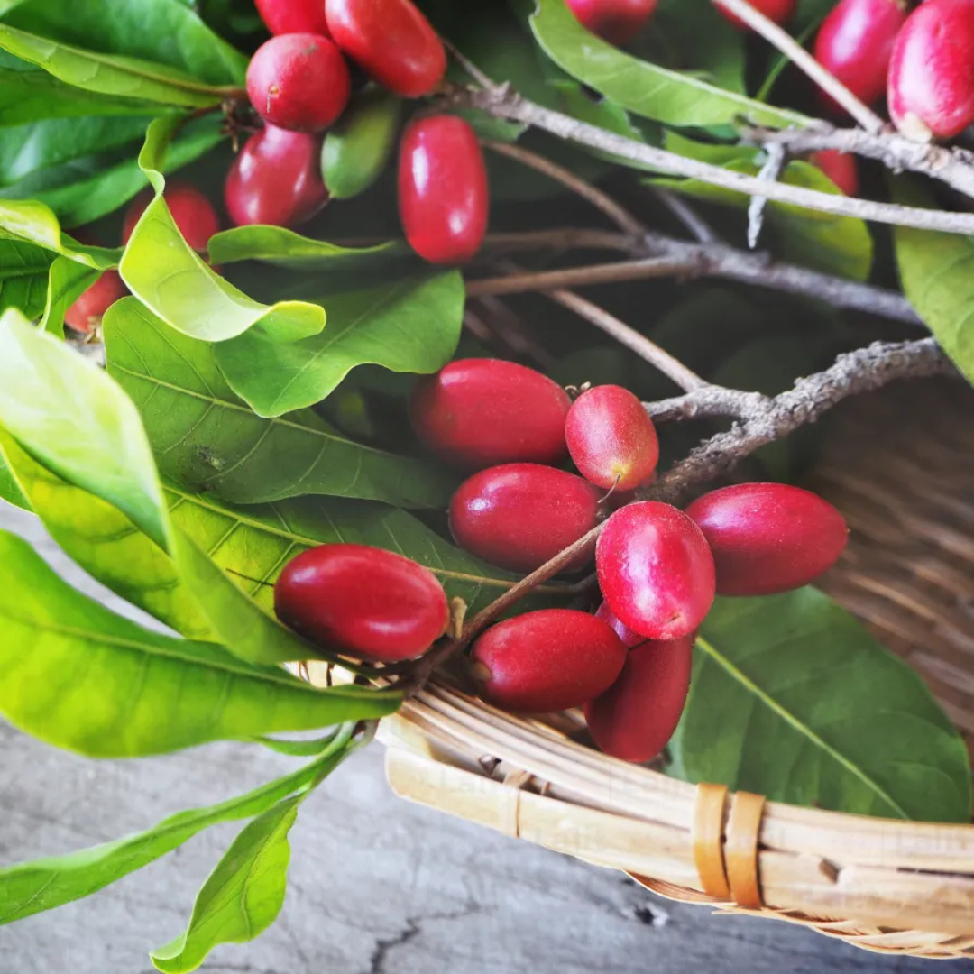 Miracle Fruit (Synsepalum dulcificum) Live Plant