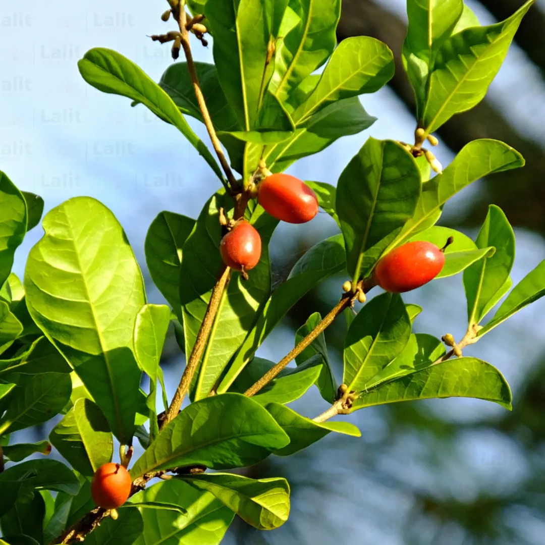 Miracle Fruit (Synsepalum dulcificum) Live Plant