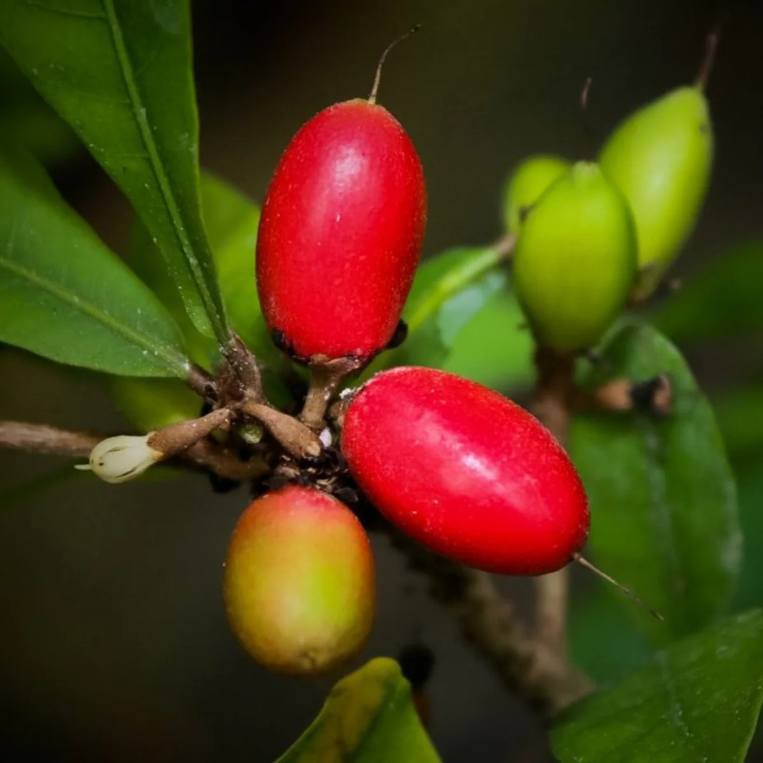 Miracle Fruit (Synsepalum dulcificum) Live Plant