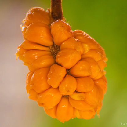 Monkey Jack (Ayanichakka) Rare Grafted Live Plant